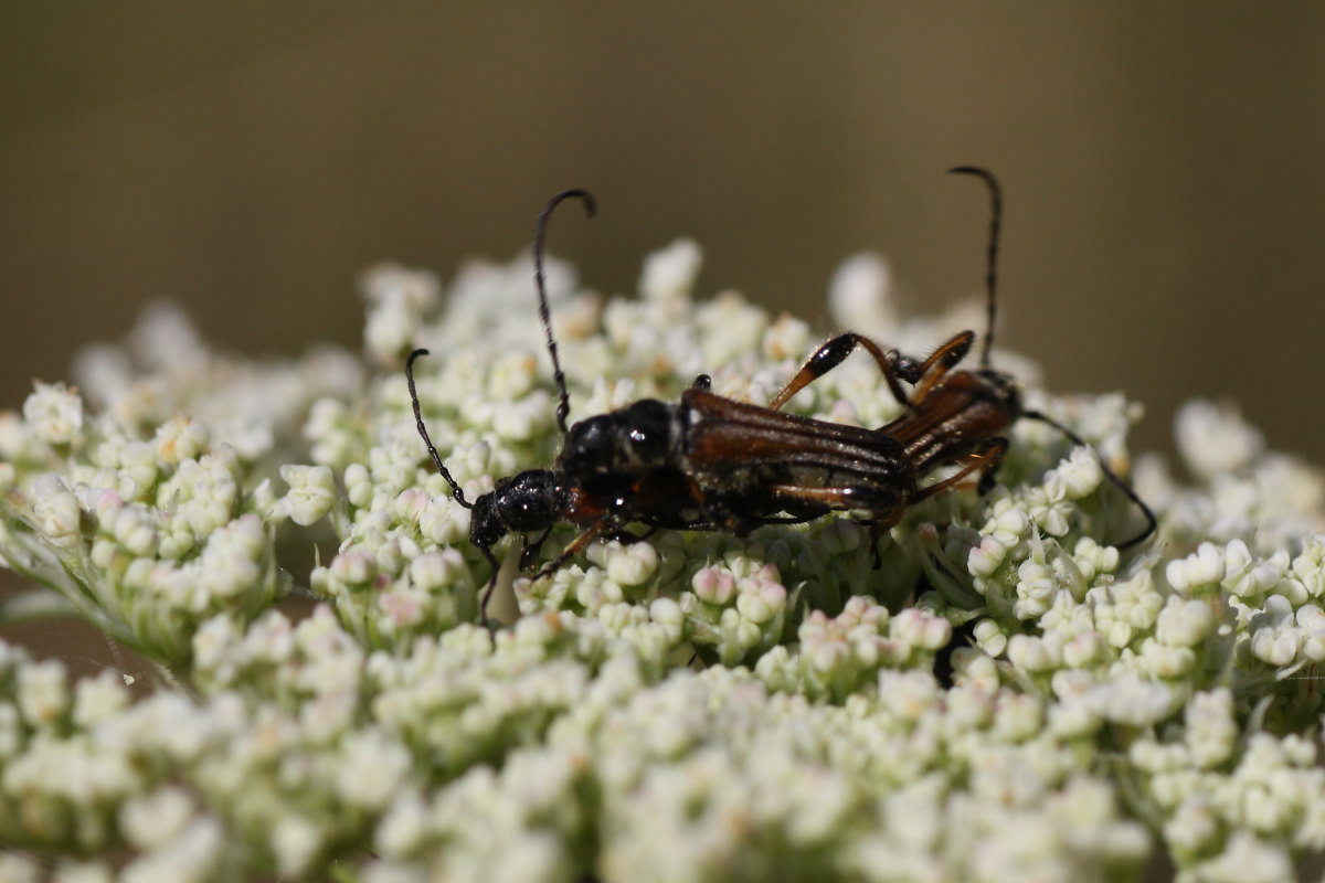 Lotta tra cerambicidi (Stenopterus)