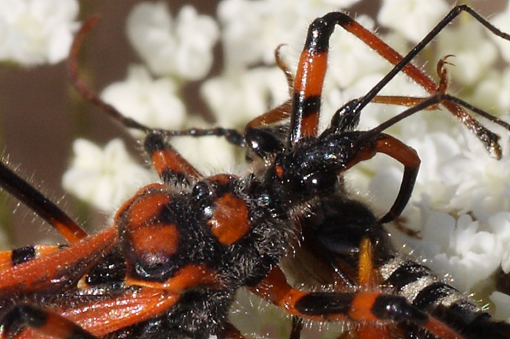 Rhynocoris iracundus o rubricus ?