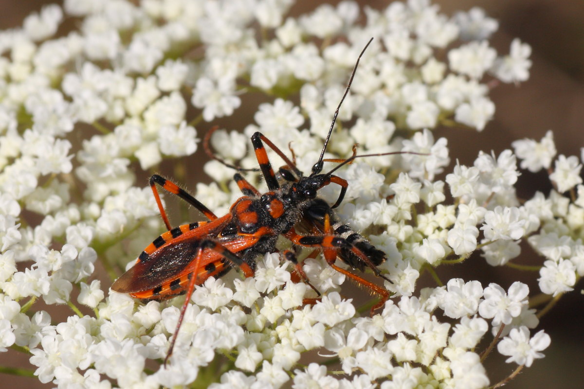 Rhynocoris iracundus o rubricus ?