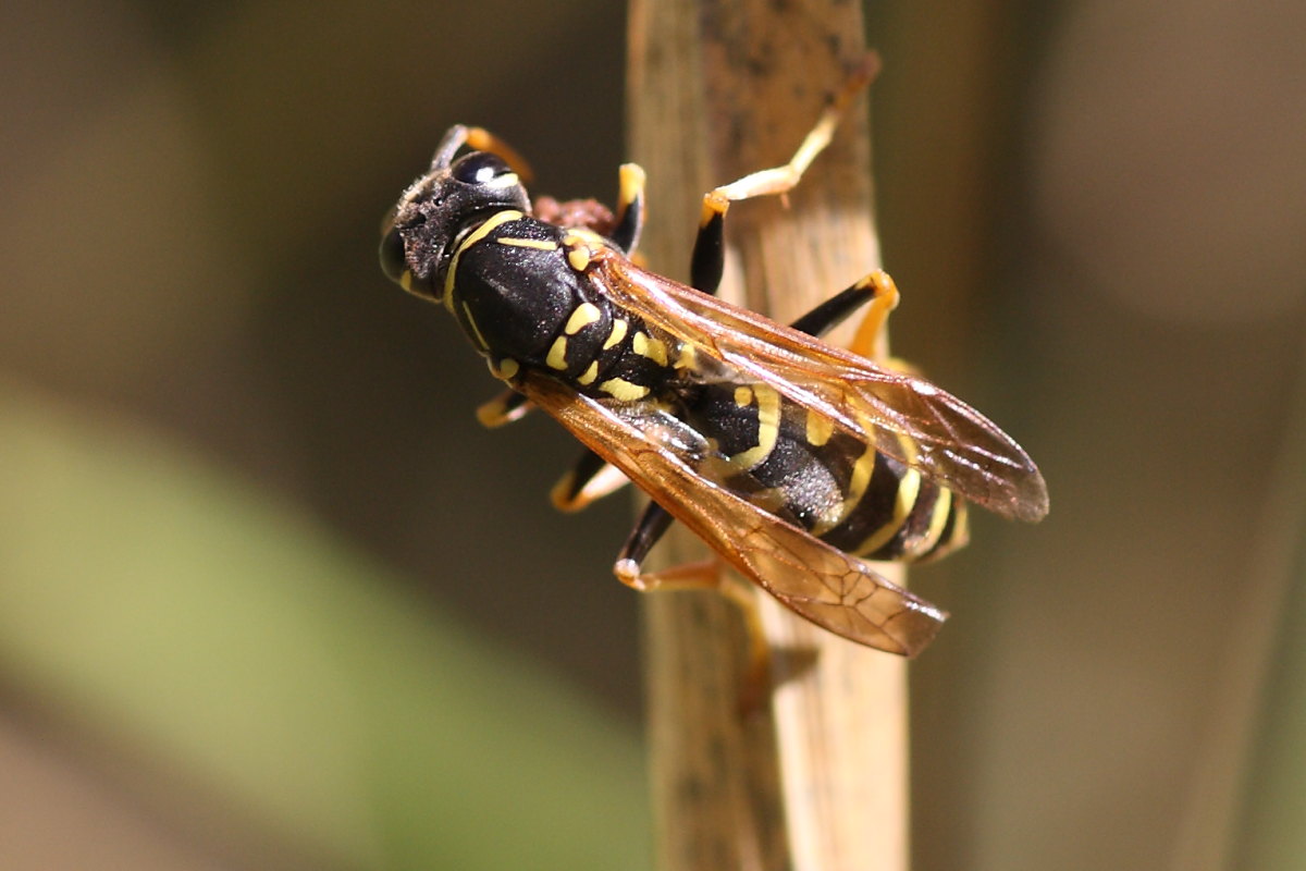 Polistes da identificare