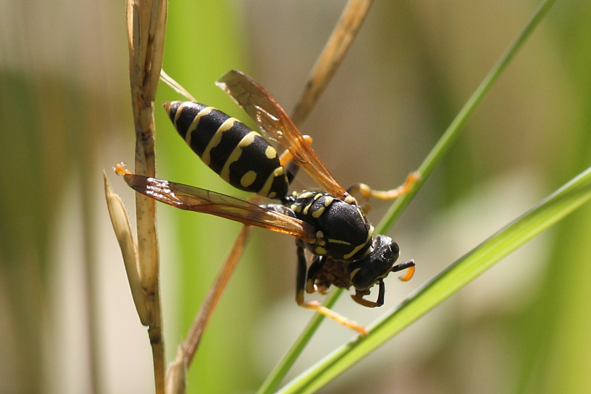 Polistes da identificare