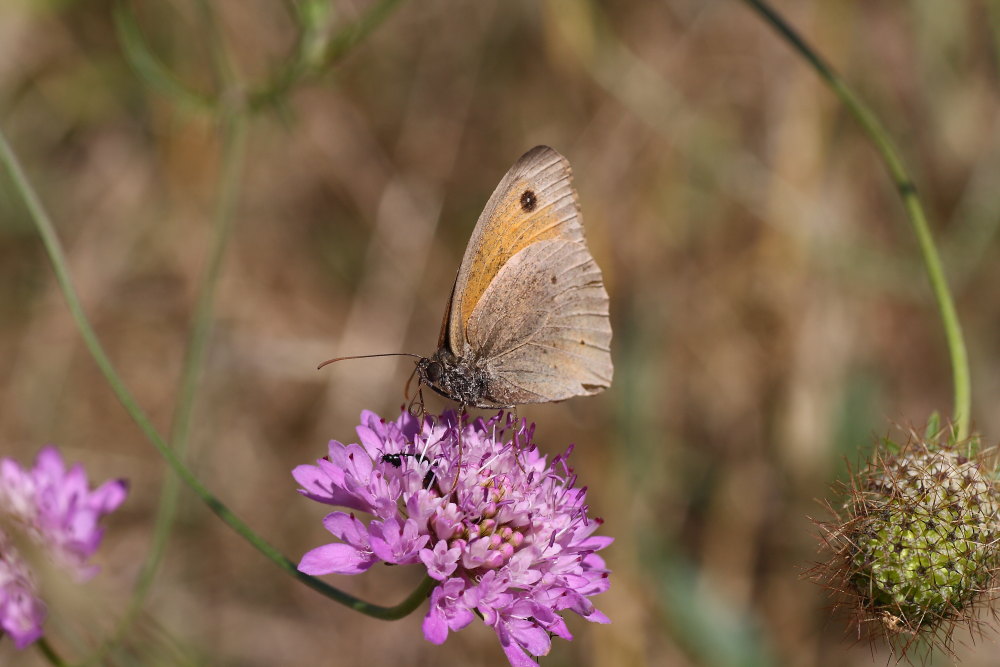 Dasytidae - Divales communimacula