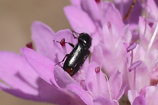 Dasytidae - Divales communimacula