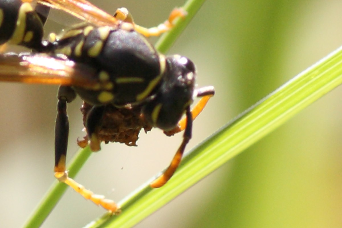 Polistes da identificare