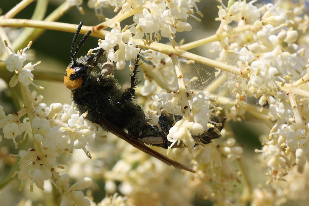 Megascolia maculata flavifrons