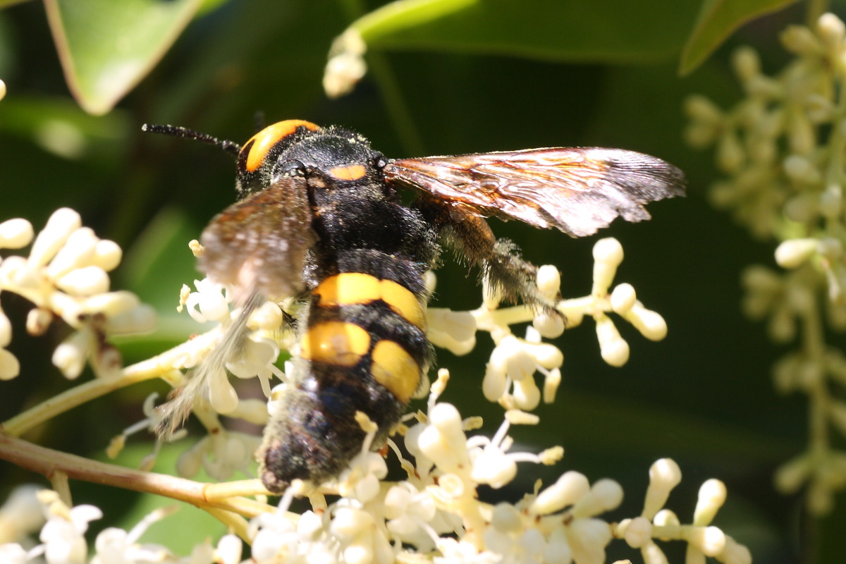 Megascolia maculata flavifrons