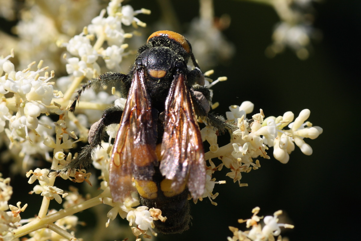 Megascolia maculata flavifrons