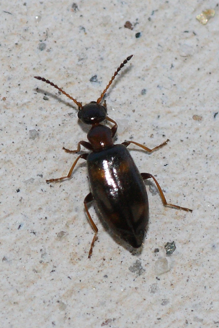 Anthicidae (Anthicus?)