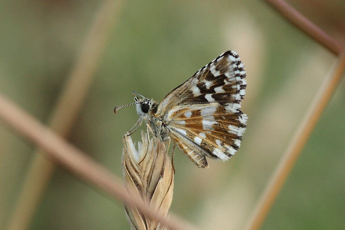 Pyrgus da identificare