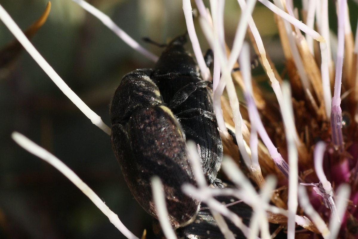 Larinus (Larinomesius) scolymi