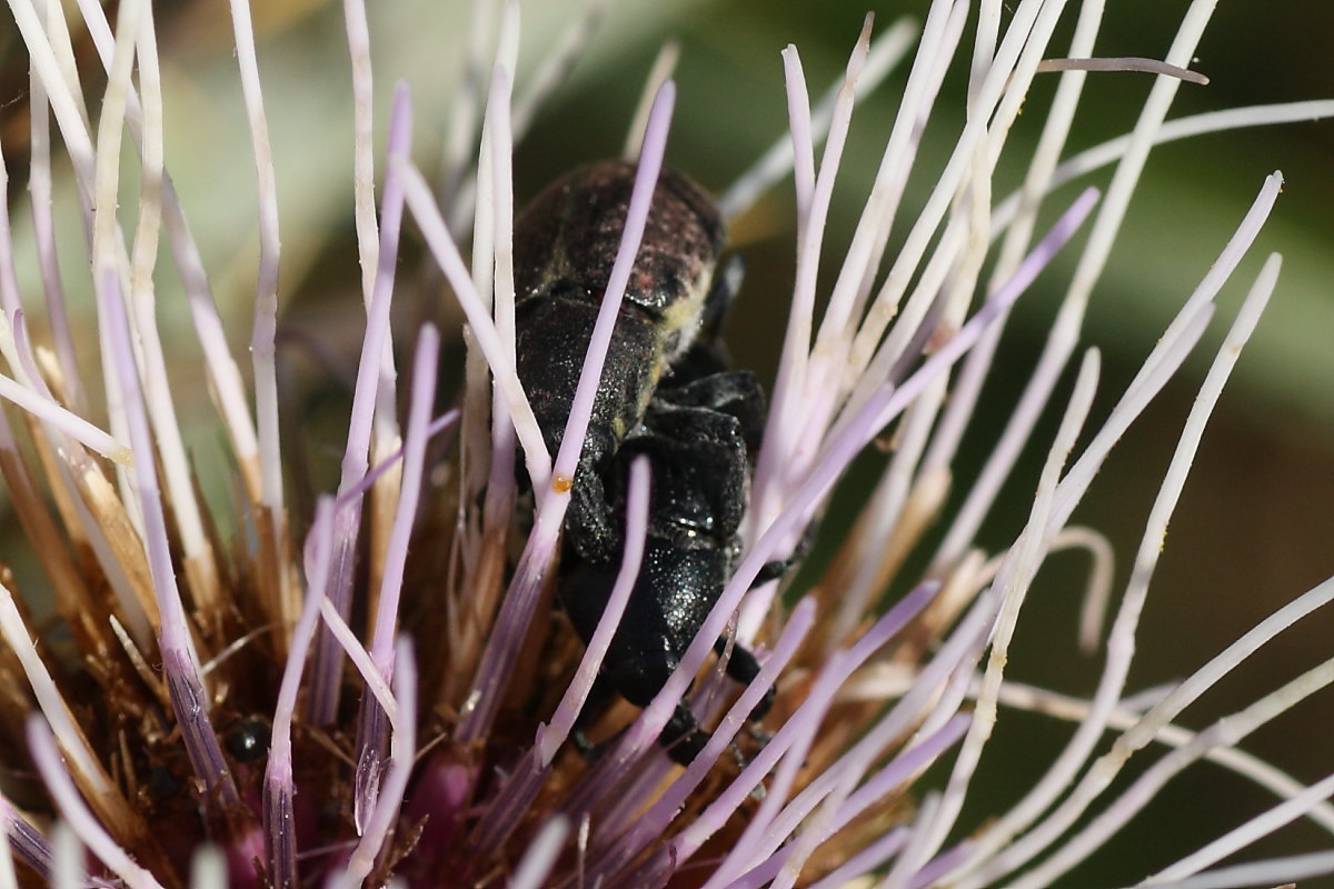 Larinus (Larinomesius) scolymi