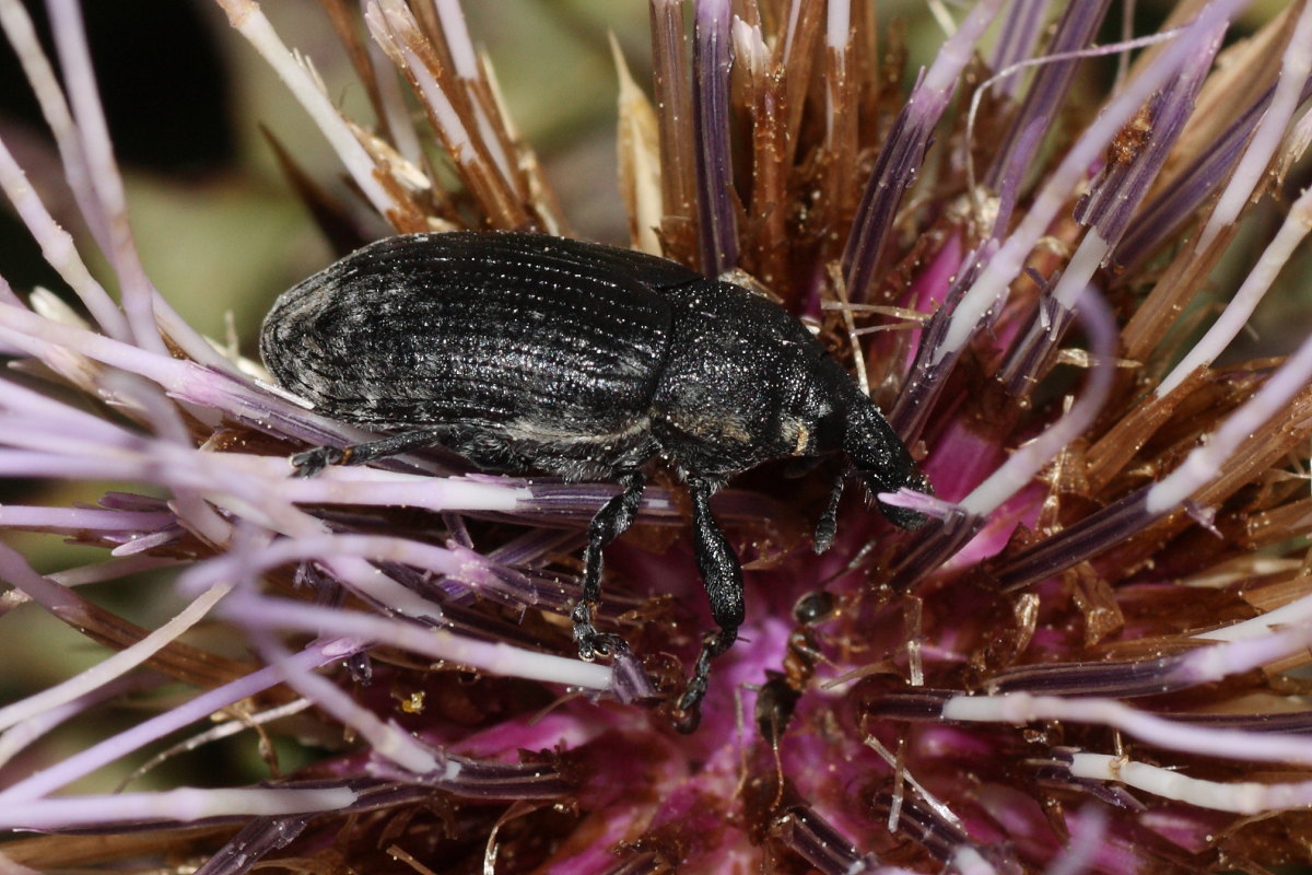 Larinus (Larinomesius) scolymi