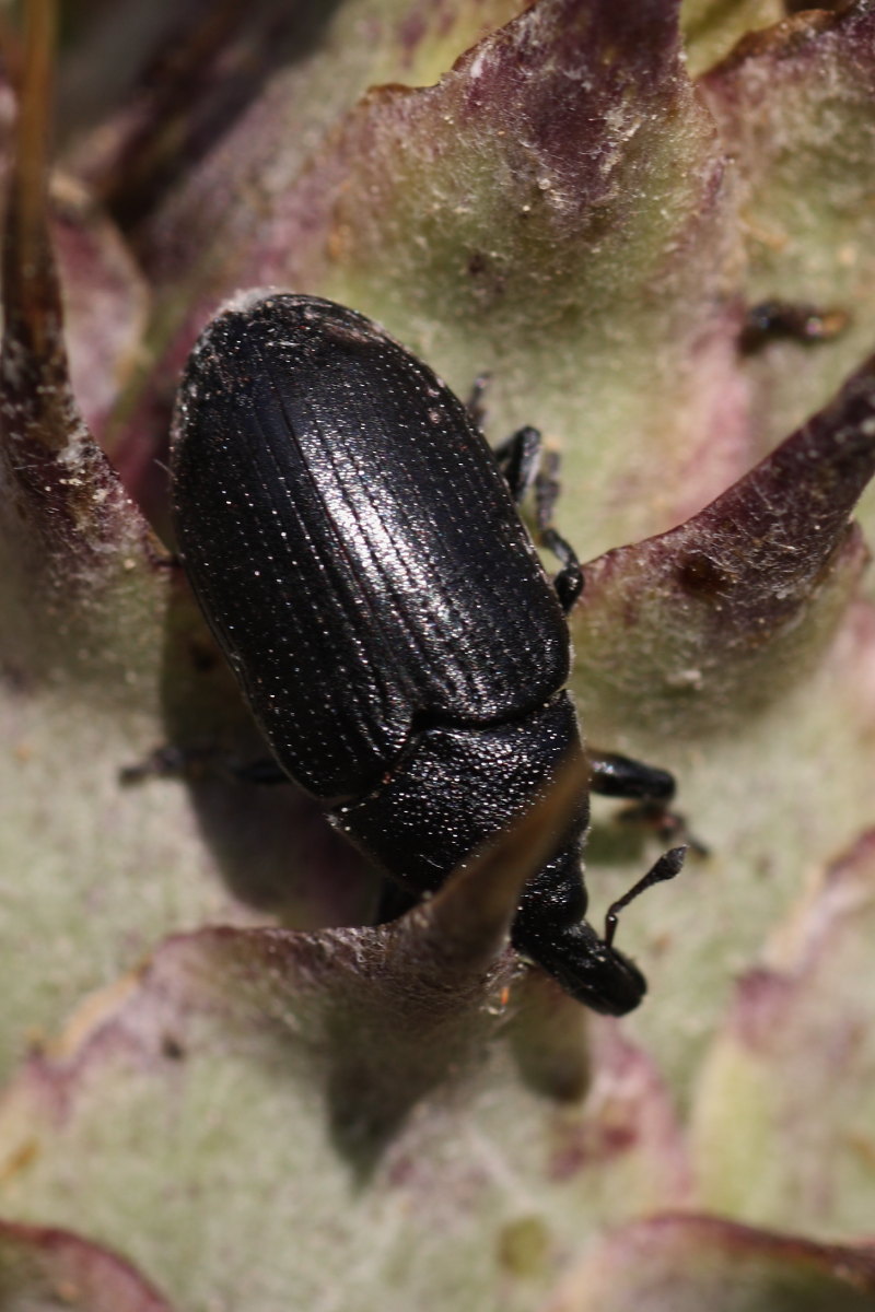 Larinus (Larinomesius) scolymi