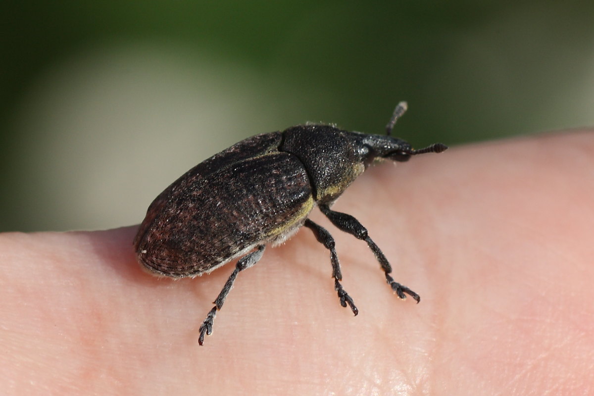 Larinus (Larinomesius) scolymi