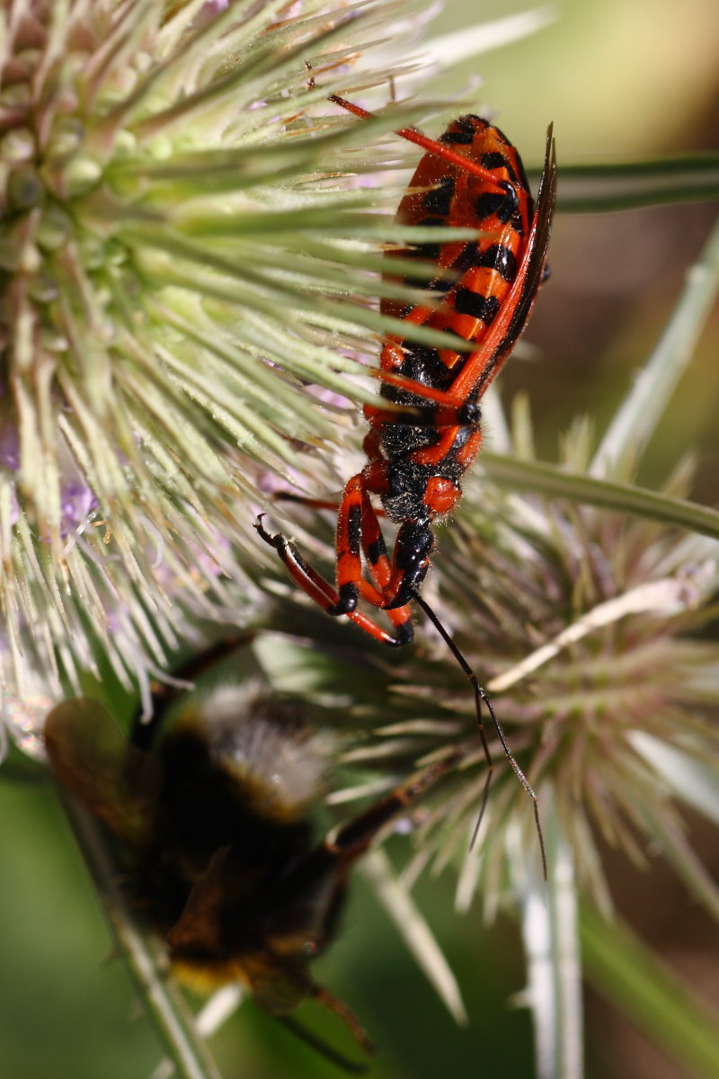 Rhynocoris iracundus o rubricus ? ( bis )