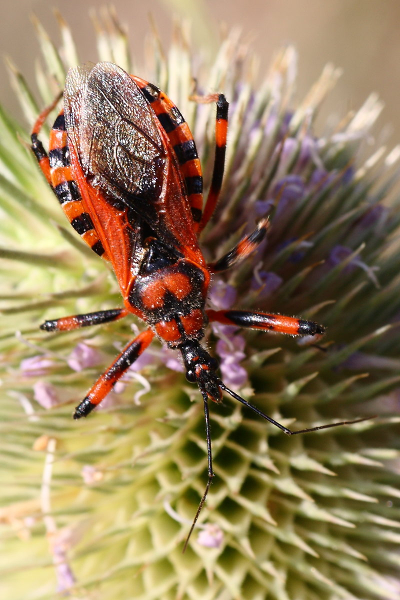 Rhynocoris iracundus o rubricus ? ( bis )