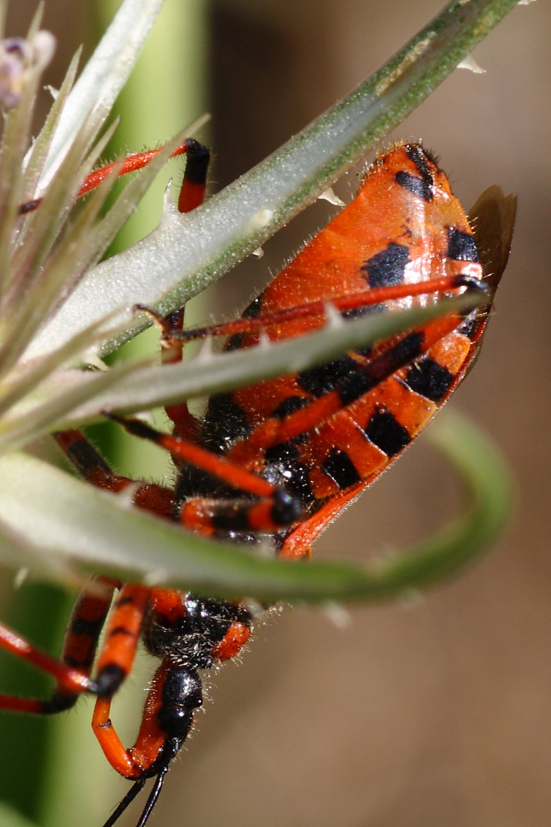 Rhynocoris iracundus o rubricus ? ( bis )