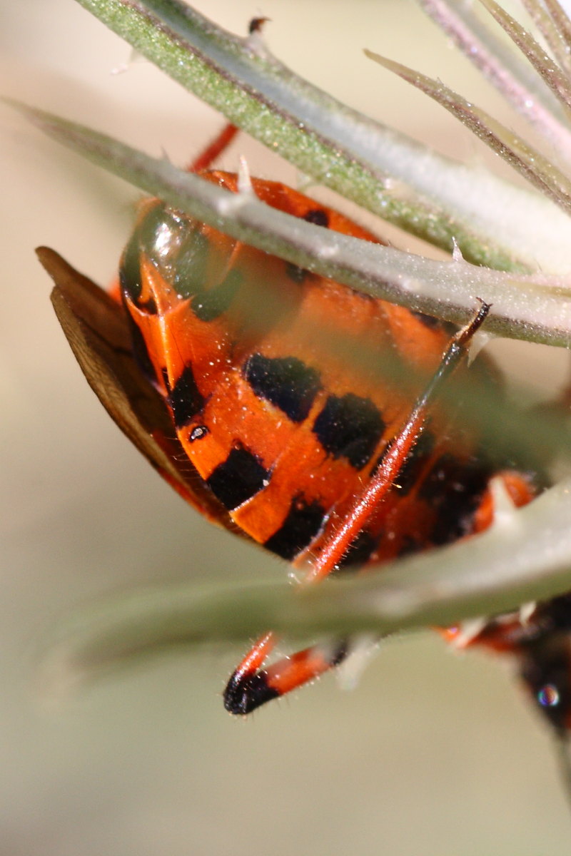 Rhynocoris iracundus o rubricus ? ( bis )