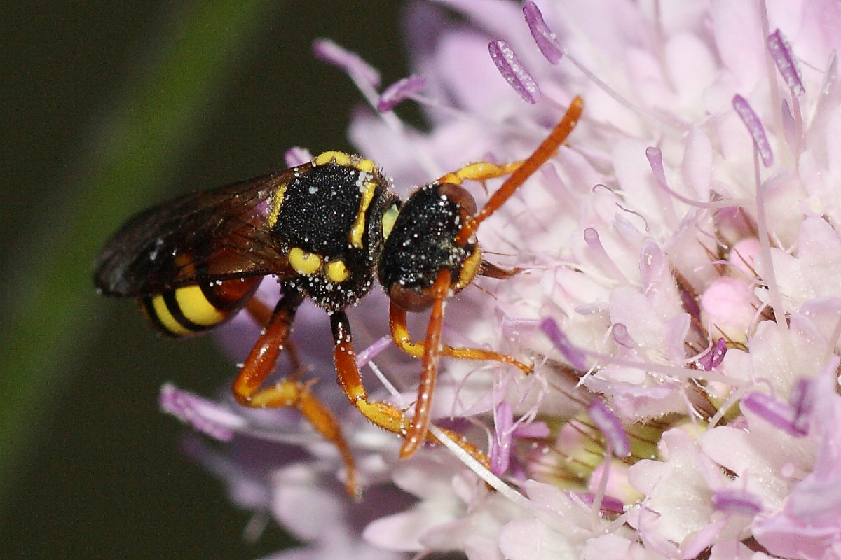 Nomada sp.