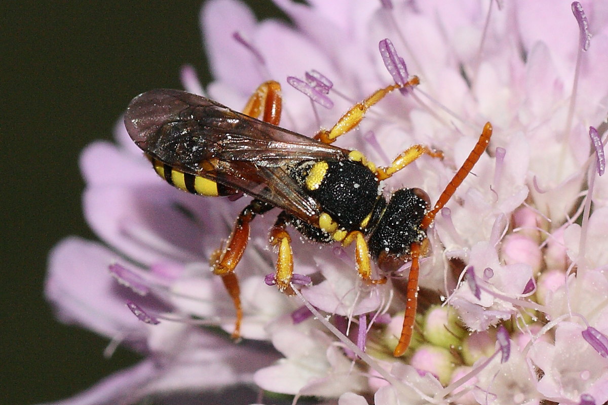 Nomada sp.