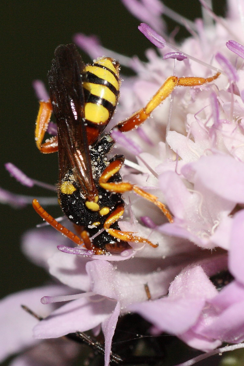 Nomada sp.