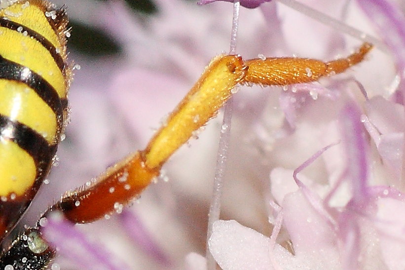 Nomada sp.