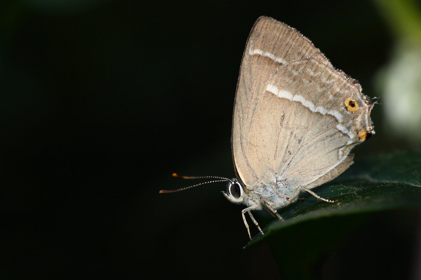 Neozephyrus quercus o ...... ?