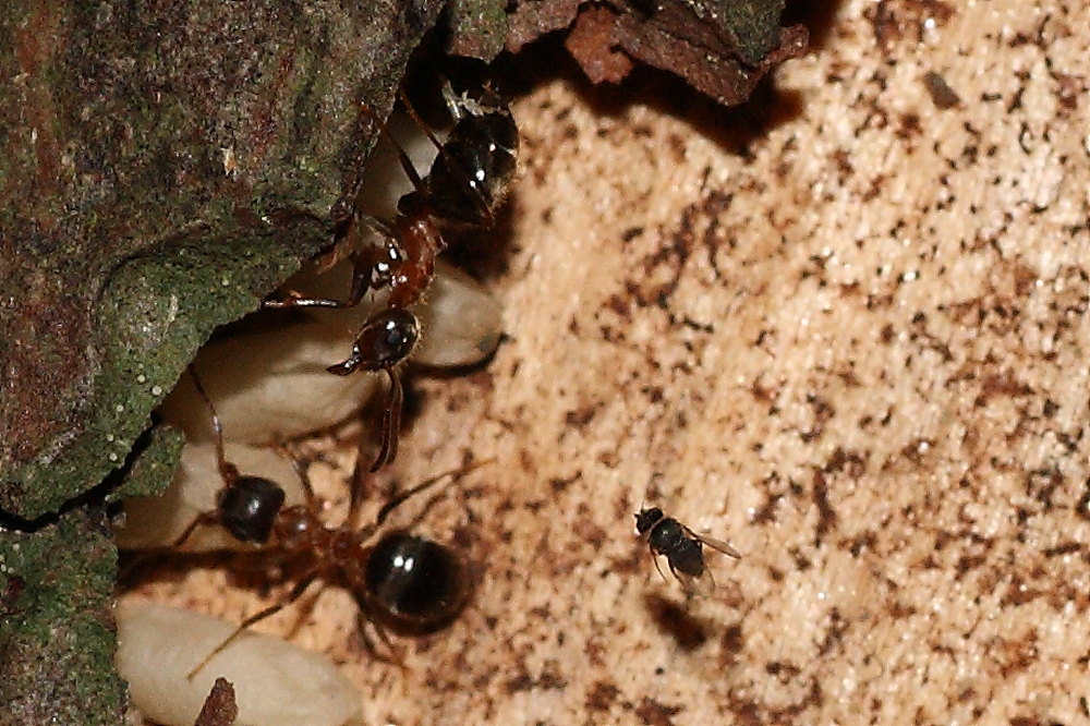 Formiche Lasius sp. parassitate da ditteri Phoridae