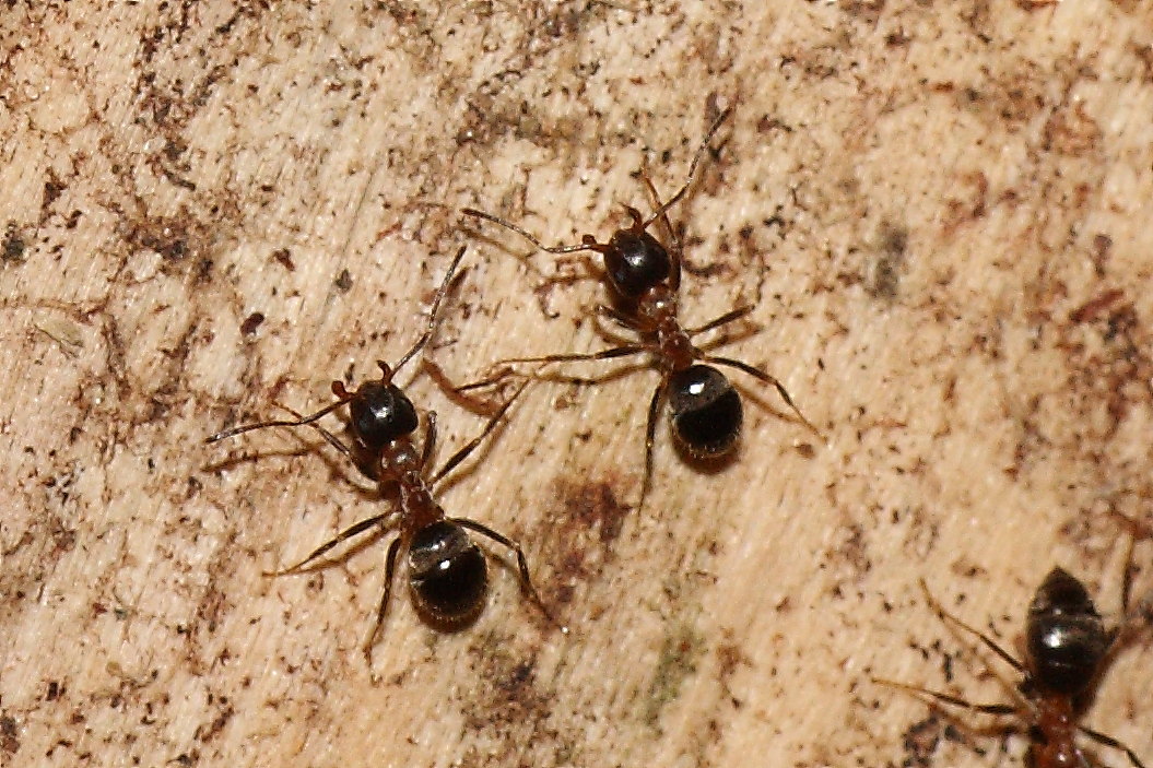 Formiche Lasius sp. parassitate da ditteri Phoridae