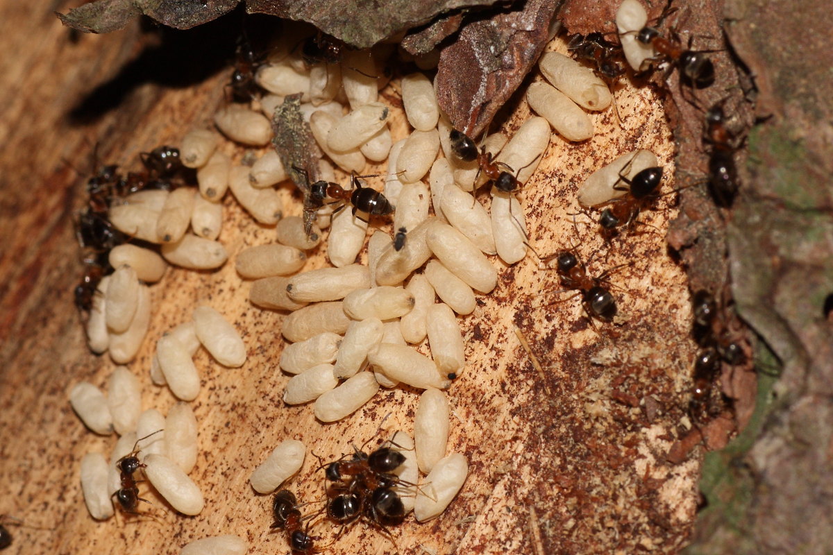 Formiche Lasius sp. parassitate da ditteri Phoridae