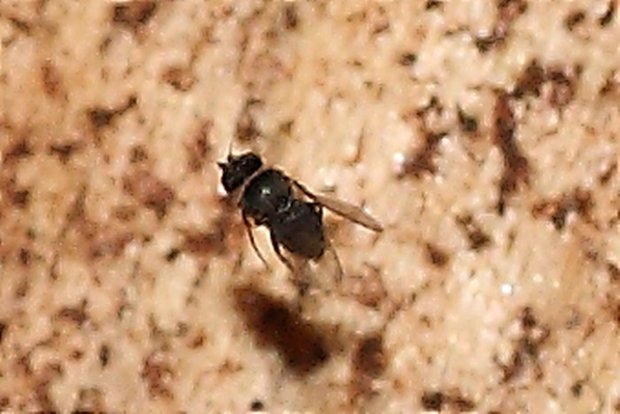 Formiche Lasius sp. parassitate da ditteri Phoridae