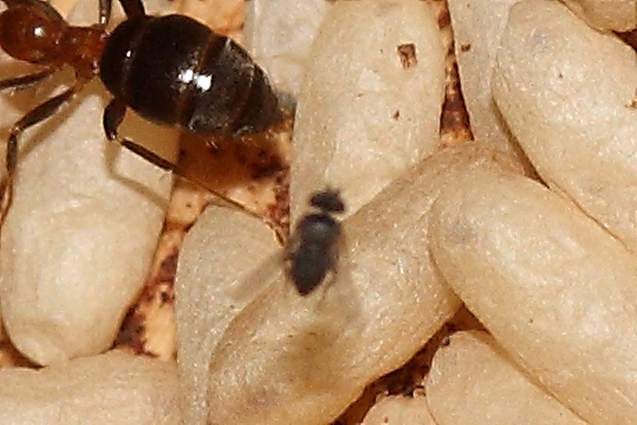 Formiche Lasius sp. parassitate da ditteri Phoridae