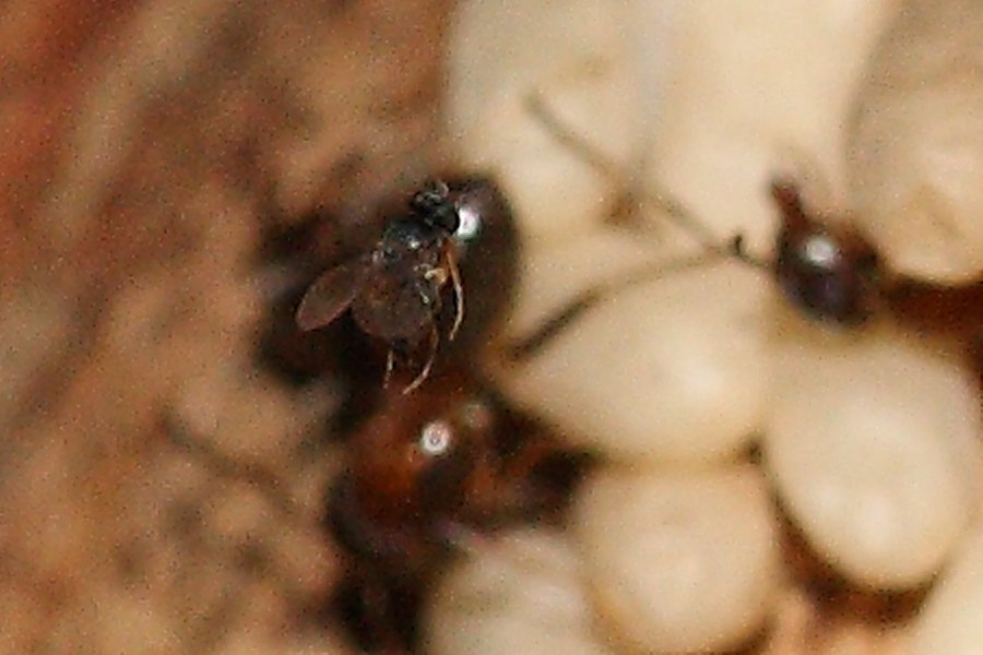 Formiche Lasius sp. parassitate da ditteri Phoridae