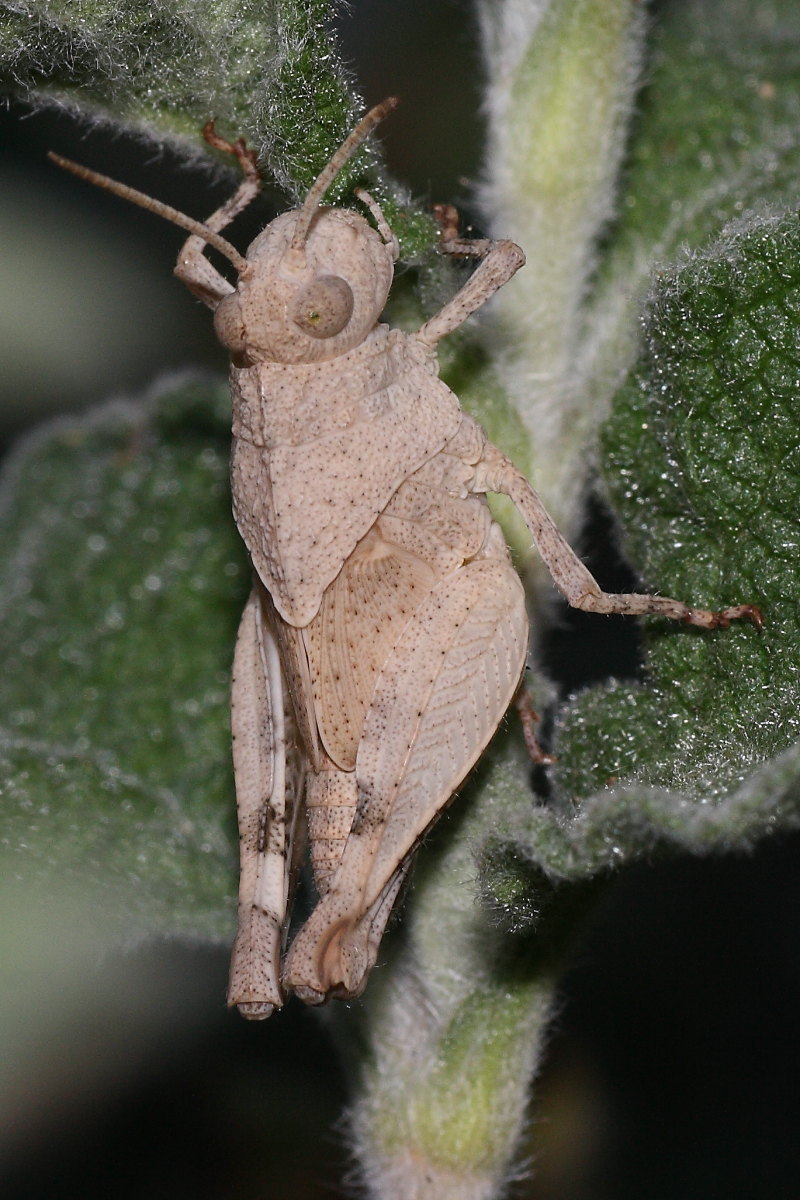 Oedipoda coerulescens ?