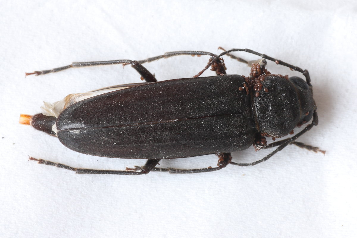 Arhopalus ferus