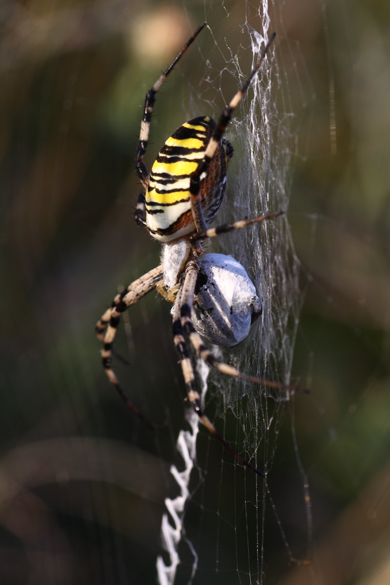 Argiope bruennichi - comportamento particolare (per me)