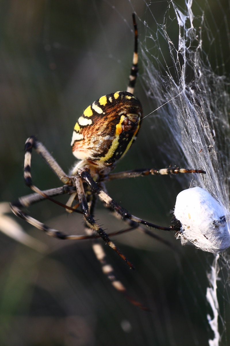 Argiope bruennichi - comportamento particolare (per me)