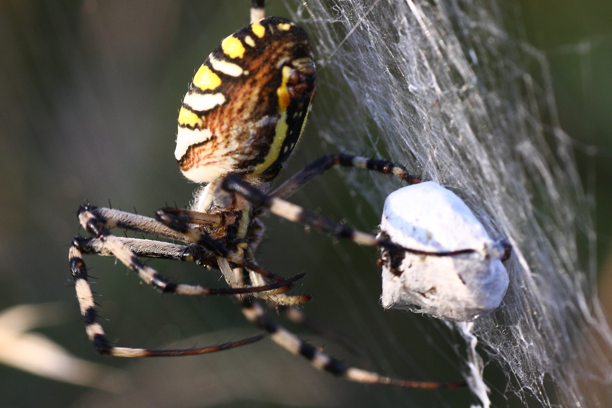 Argiope bruennichi - comportamento particolare (per me)