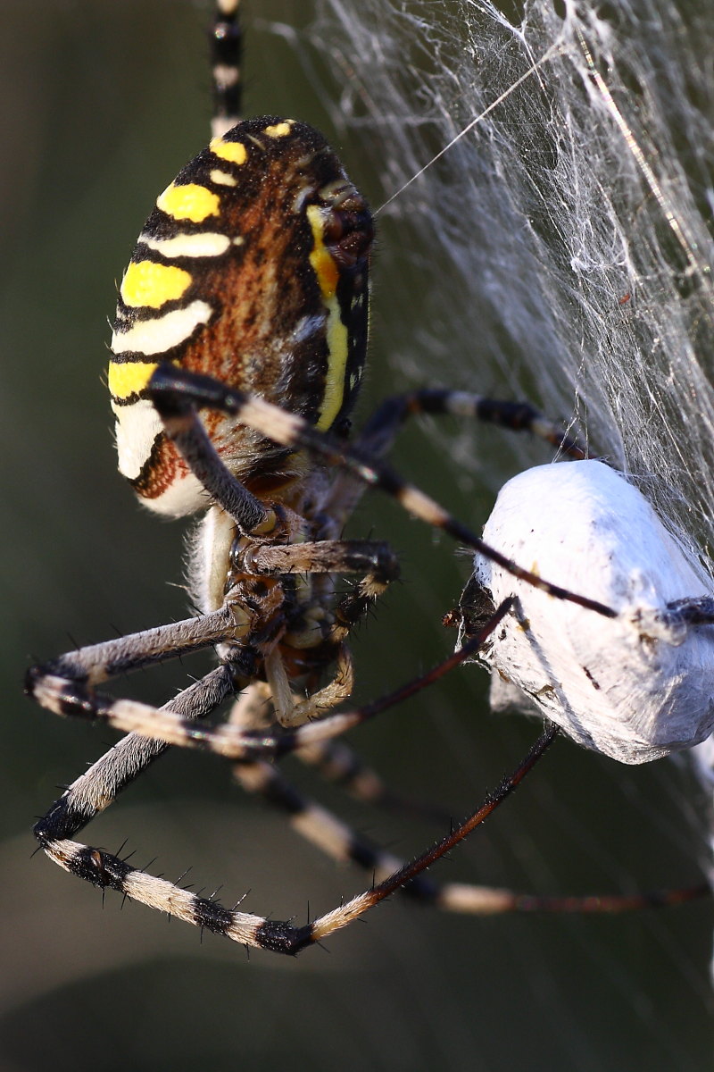 Argiope bruennichi - comportamento particolare (per me)