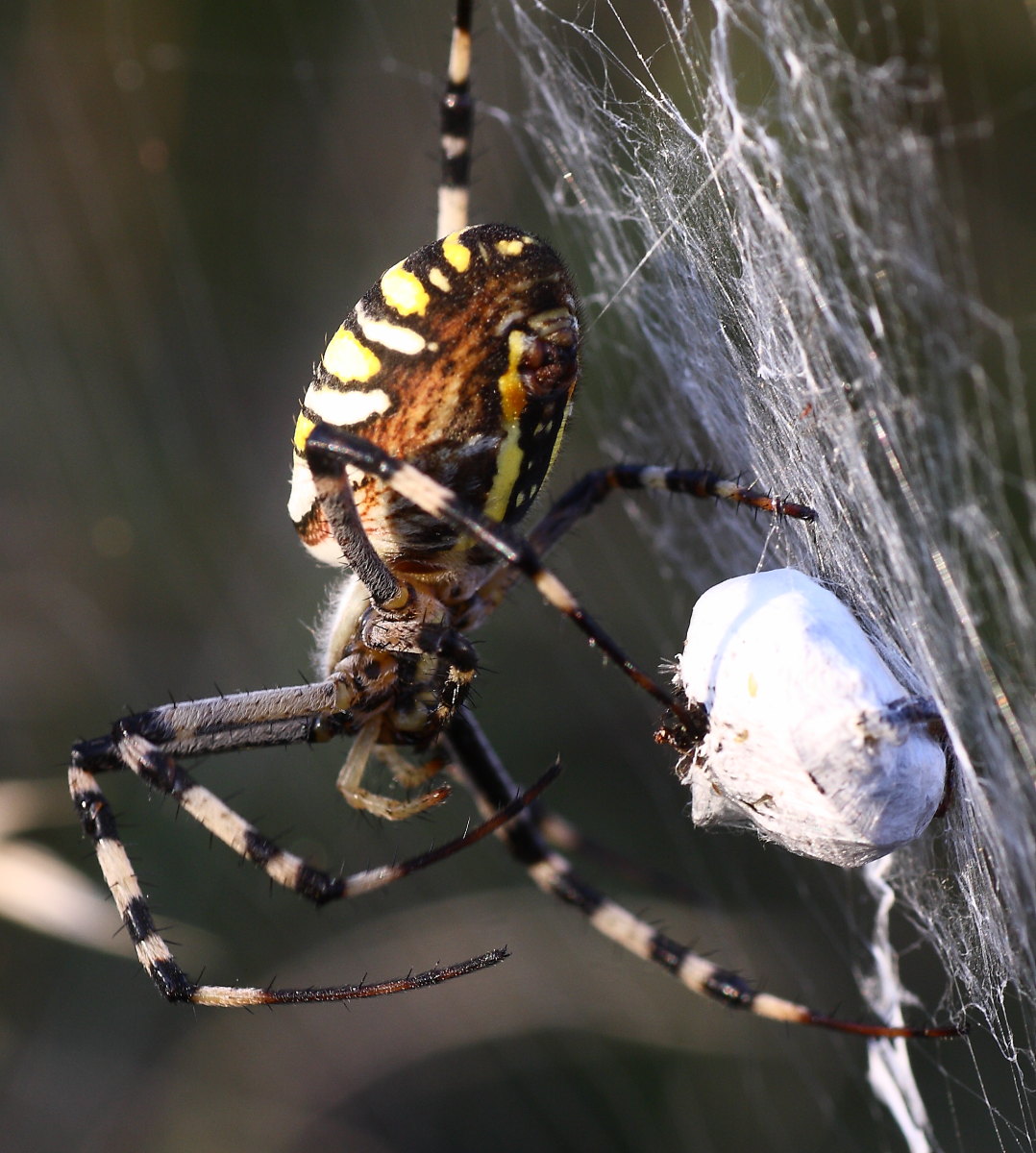 Argiope bruennichi - comportamento particolare (per me)