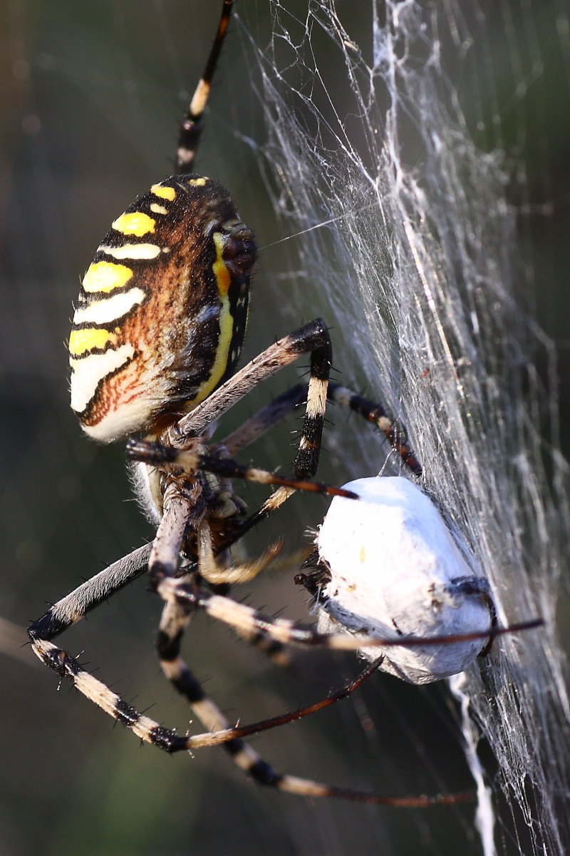 Argiope bruennichi - comportamento particolare (per me)