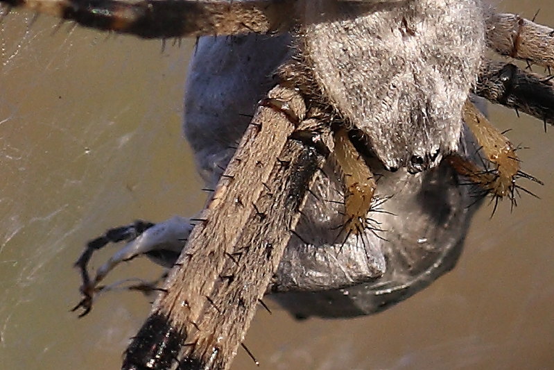 Argiope bruennichi - comportamento particolare (per me)