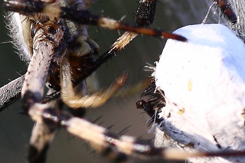 Argiope bruennichi - comportamento particolare (per me)