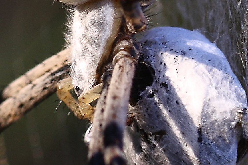 Argiope bruennichi - comportamento particolare (per me)