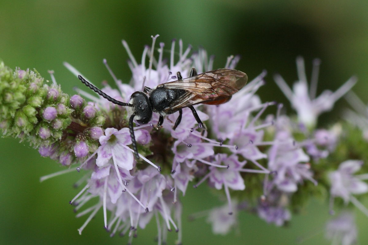 Sphecodes sp. (Apidae Halictinae) maschio