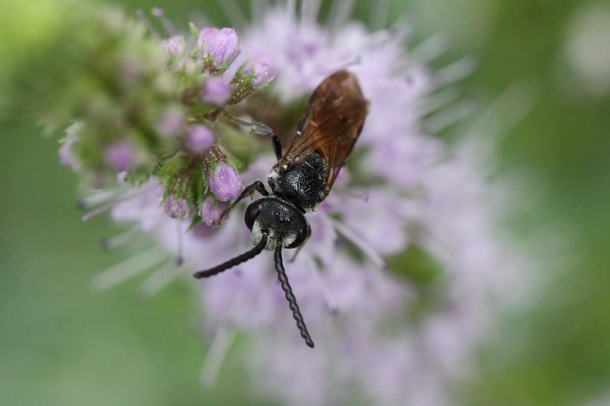 Sphecodes sp. (Apidae Halictinae) maschio