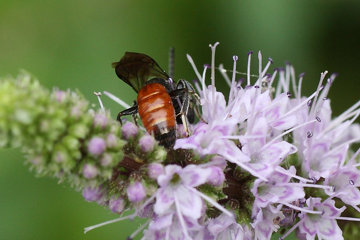 Sphecodes sp. (Apidae Halictinae) maschio