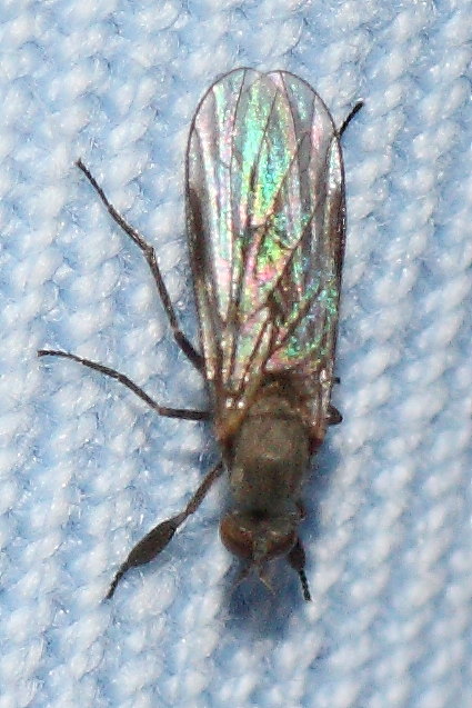 Empididae: Hilara sp.