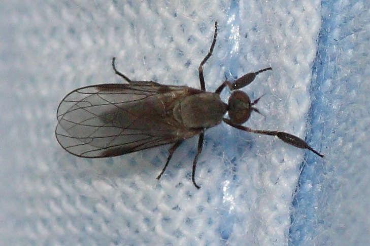 Empididae: Hilara sp.