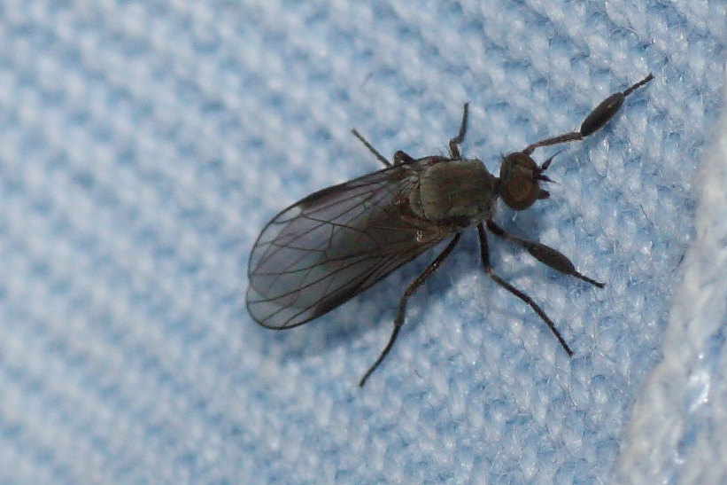 Empididae: Hilara sp.